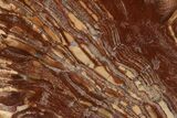 Petrified Horsetail (Calamites?) From Madagascar - Rare! #157851-1